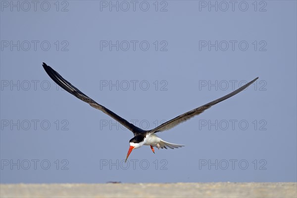 African skimmer