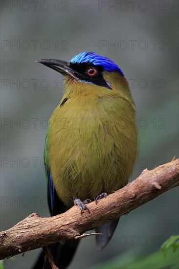 Blue-crowned motmot