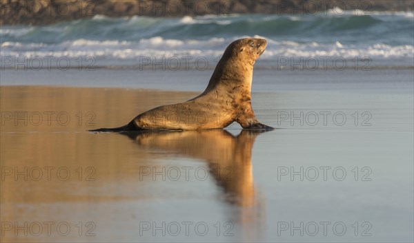 New Zealand Sea Lion
