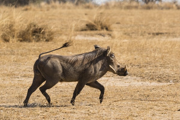 Warthog