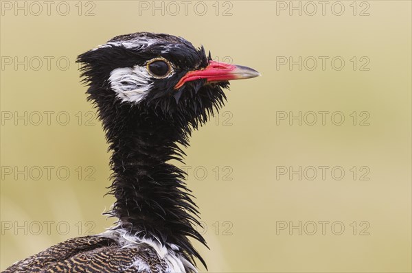 Northern Black Korhaan