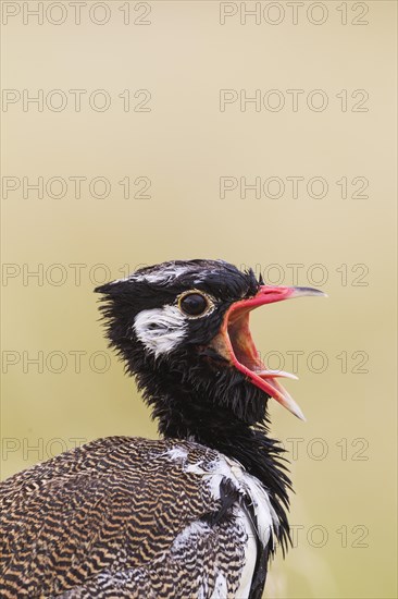 Northern Black Korhaan