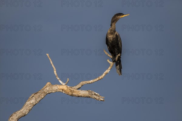 Olivaceous cormorant