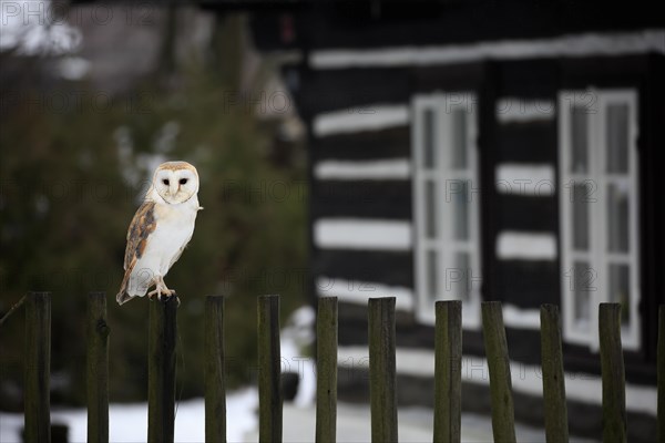 Common barn owl