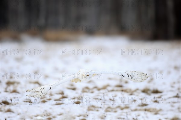 Snowy Owl