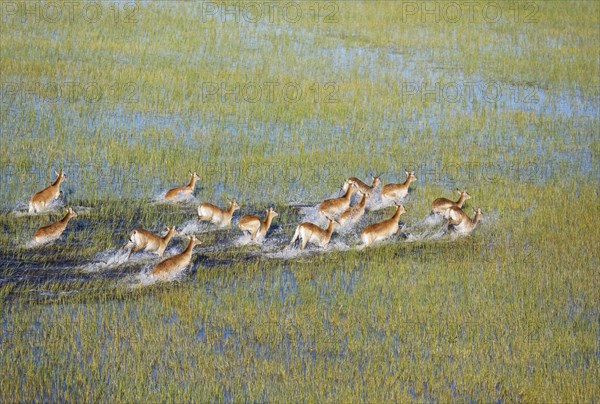 Red Lechwe