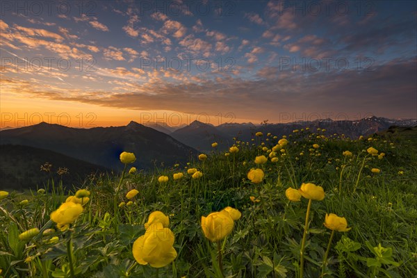 Sunrise behind meadow with Globeflowers