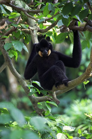 Yellow-cheeked gibbon