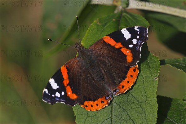 Red Admiral