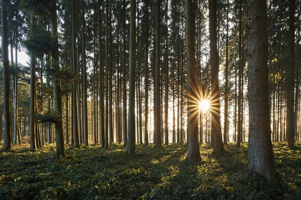 Sunbeams shine through tree trunks
