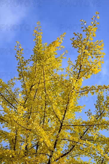 Gingko