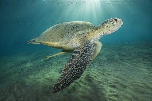 Green Sea Turtle