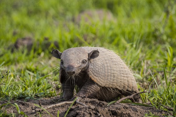 Big hairy armadillo