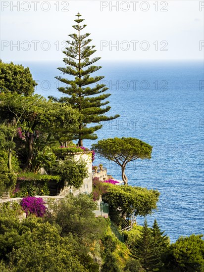 Steep coast with southern vegetation