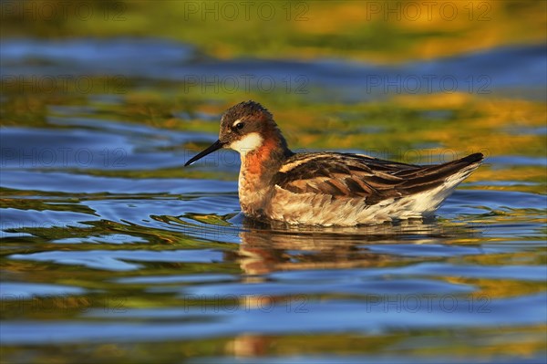 Red-necked Phalarope