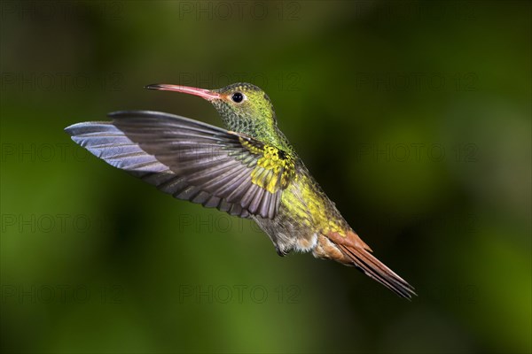 Brown-tailed Hummingbird