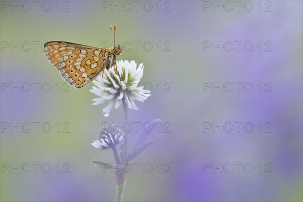 Marsh Fritillary