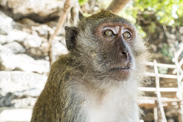 Macaque