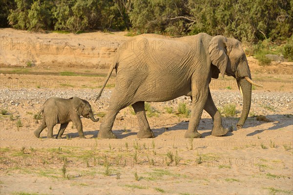 African bush elephants