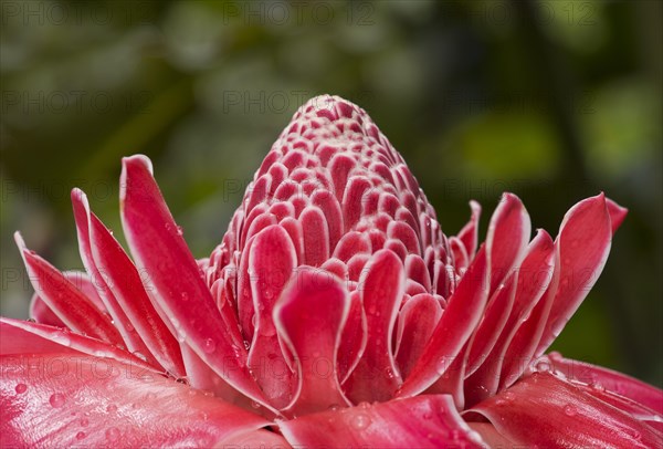 Torch ginger flower