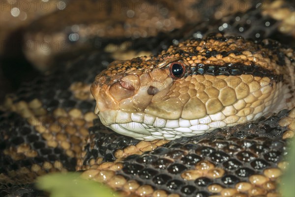 South American Bushmaster