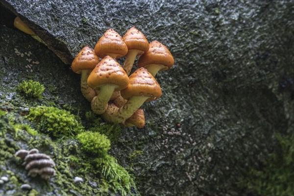 Pholiota