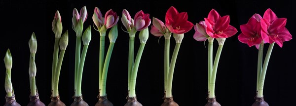 Growth stages of a Amaryllis