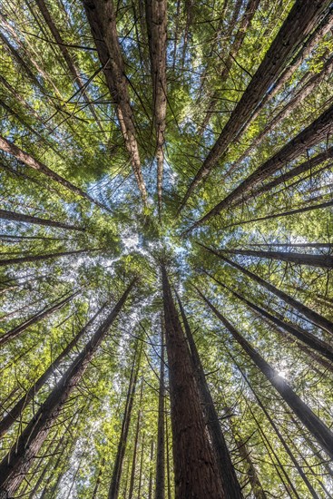 Redwood forest