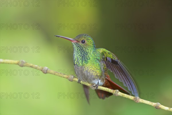 Rufous-tailed hummingbird