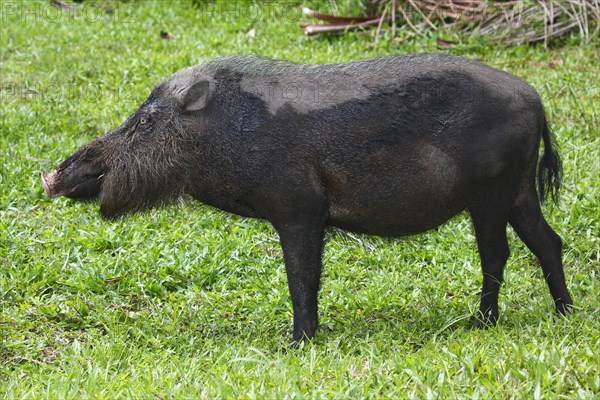 Bearded pig