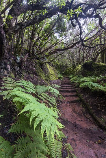 Trail through the laurel forest