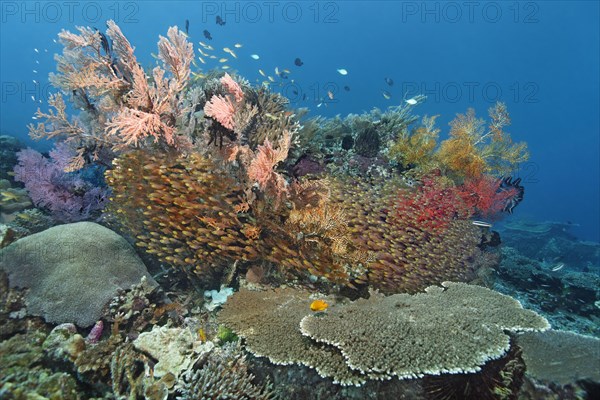 Various stony corals