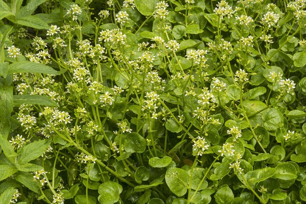 Pyrenean scurvygrass