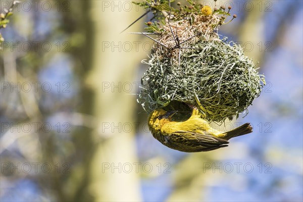 Cape Weaver