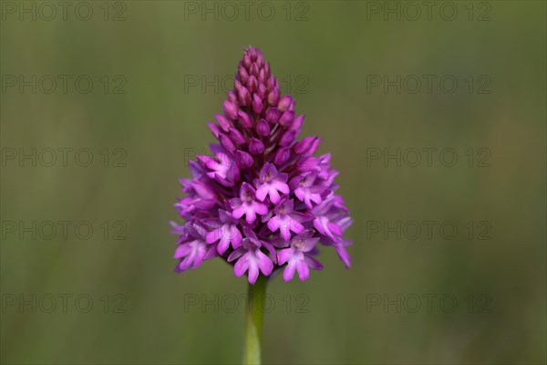 Pyramidal orchid