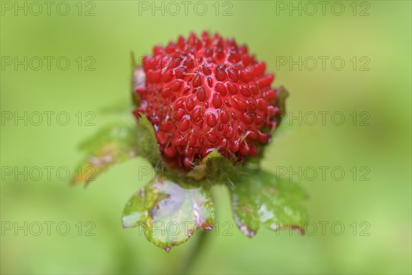 Mock strawberry