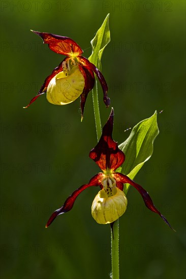 Yellow lady's slipper orchid