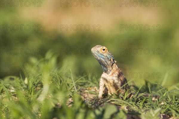 Ground Agama