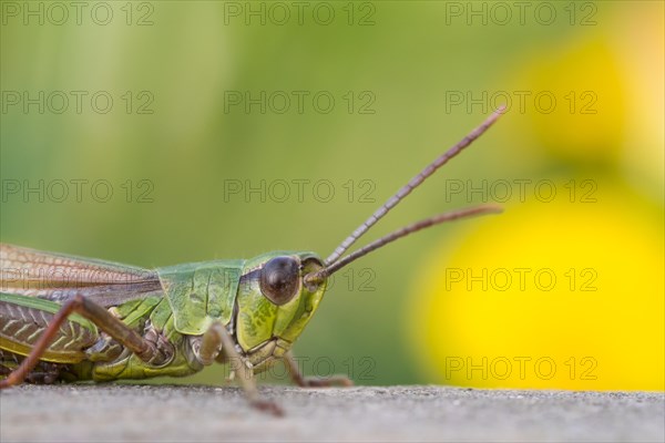 Meadow grasshopper