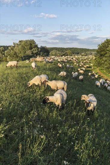 Grassing Black-headed Sheep
