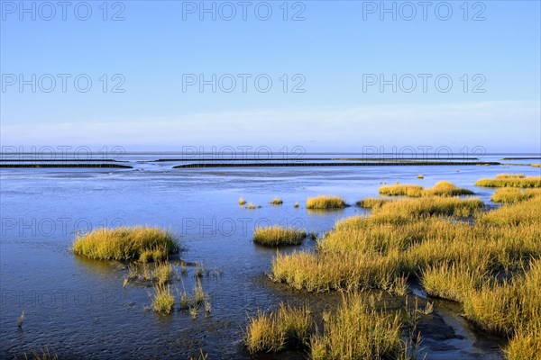 Beach plants