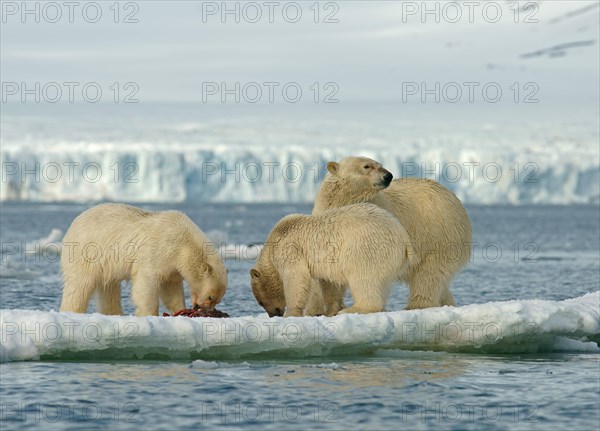 Polar bears