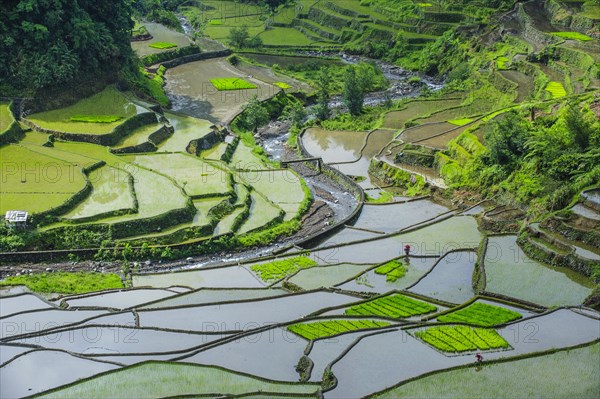 Rice terraces of Banaue