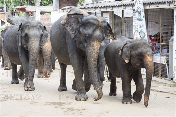 Asian elephants running through the city