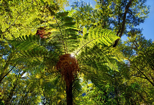 Tree fern