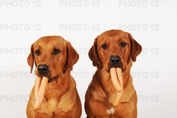 Two Labrador Retrievers with sausage in mouth