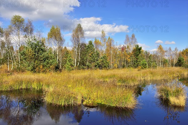 Moorland pond with lakeshore bulrushes