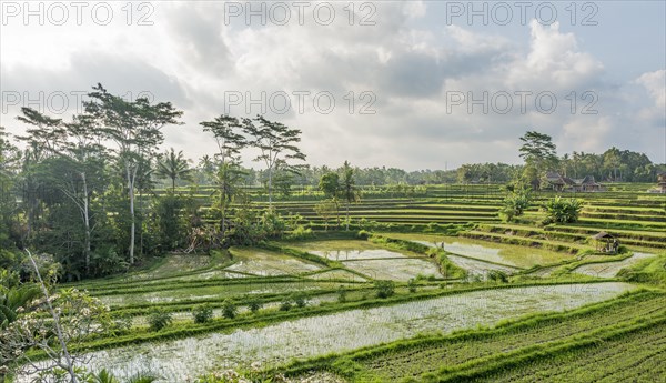 Rice terraces of Jatiluwih