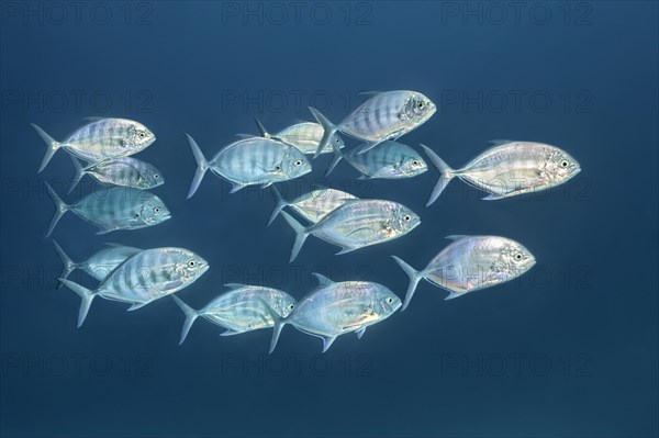 Blue trevally