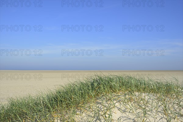 Foredunes